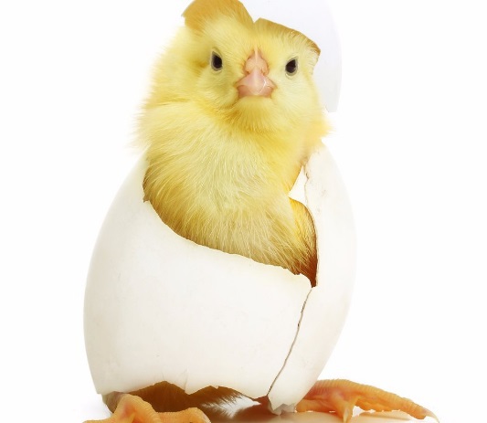 Vom Ei zum Huhn