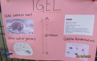 Plakat über den Igel