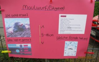 Plakat über den Maulwurf