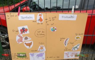 Plakat über den Fischadler und Rotfuchs